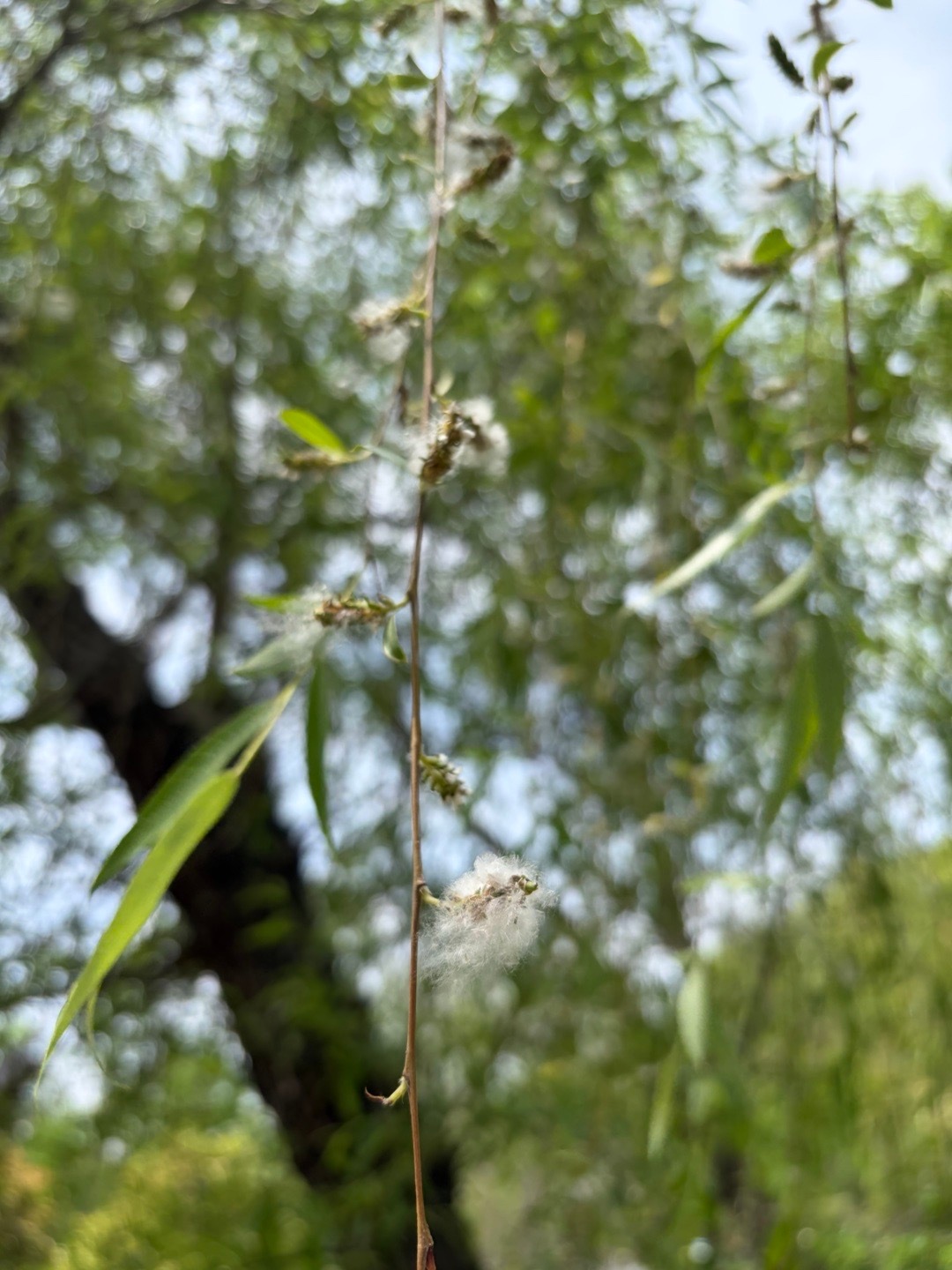 漫天飞舞的就是这玩意儿，感觉窒息了