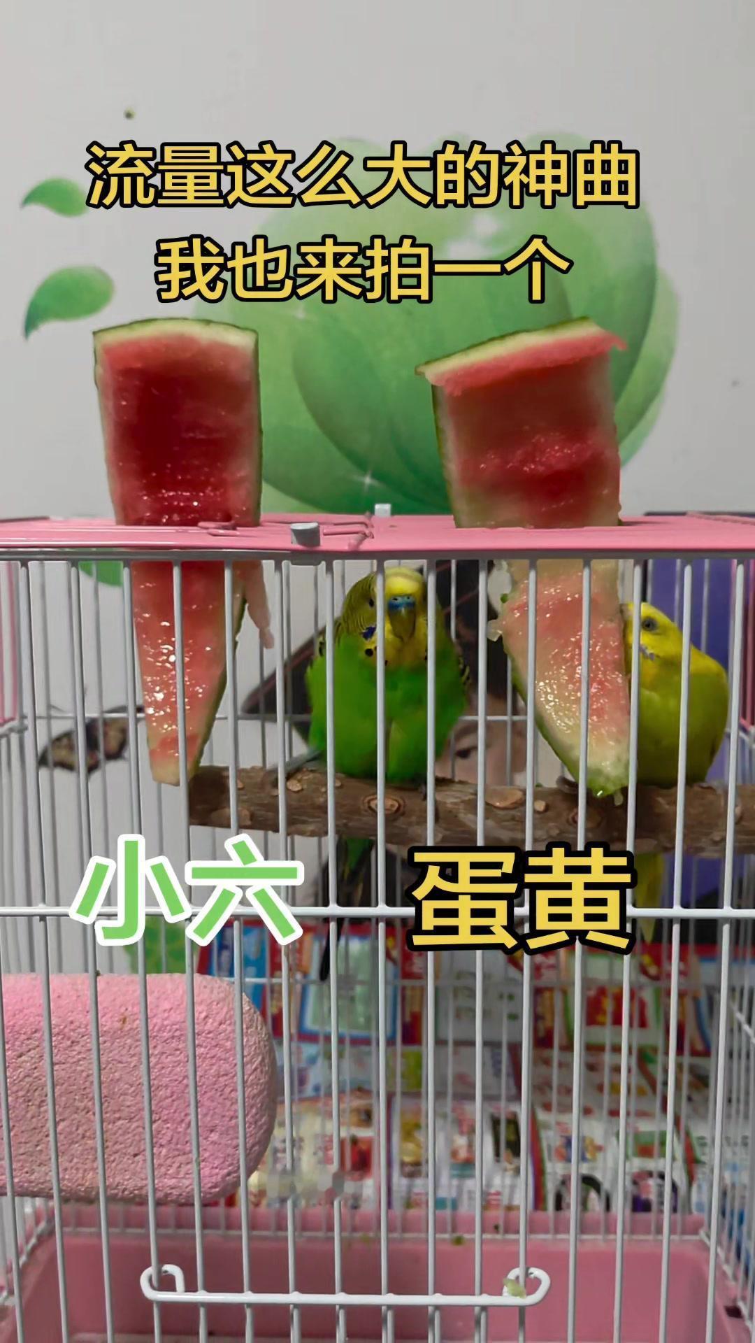 💚夏日限定！鹦鹉啃西瓜太治愈啦~🥹谁懂啊！两只小鹦鹉抱着西瓜啃的样子，简直萌