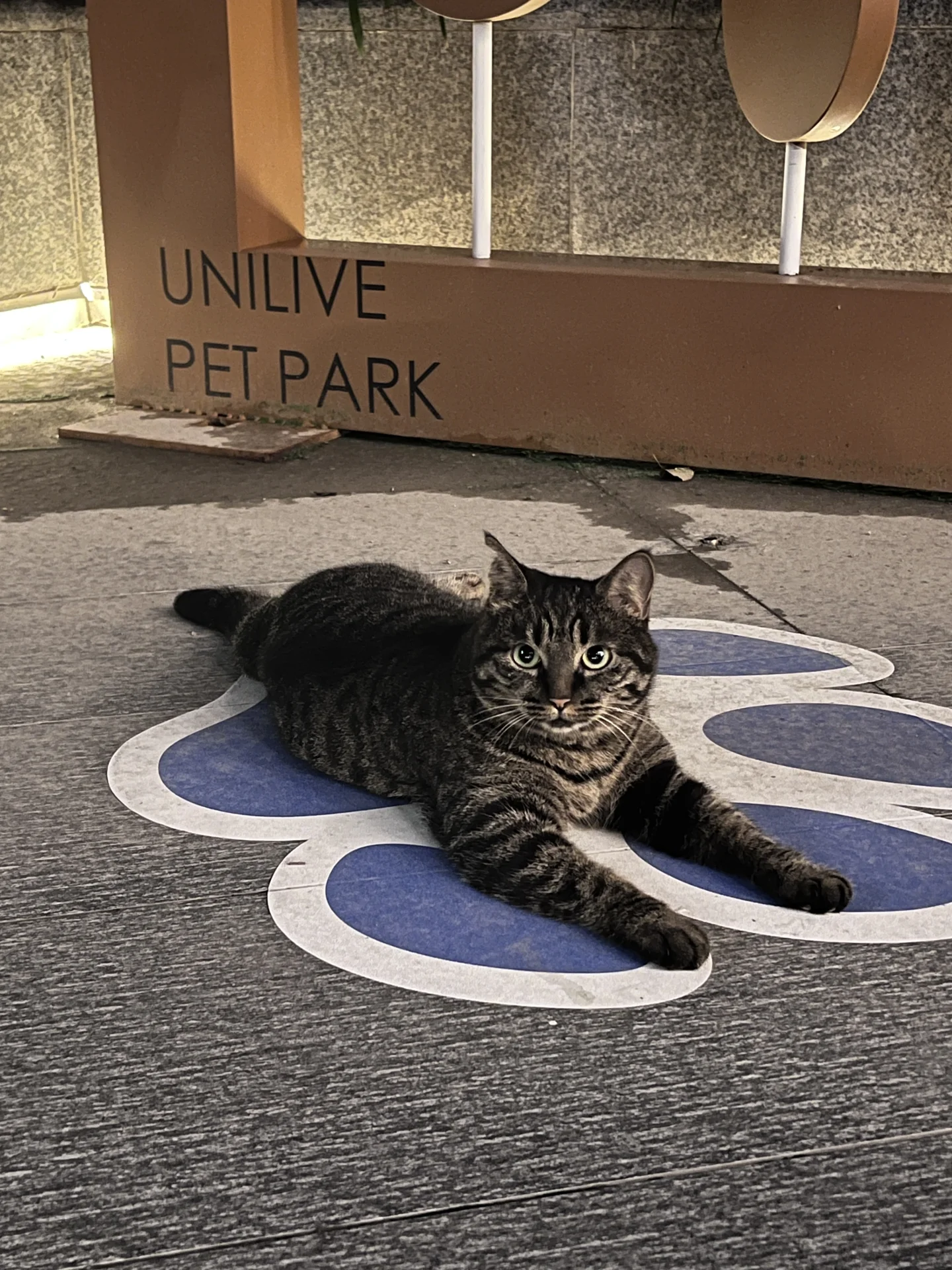 找领养｜粘人可爱小母猫（已绝育