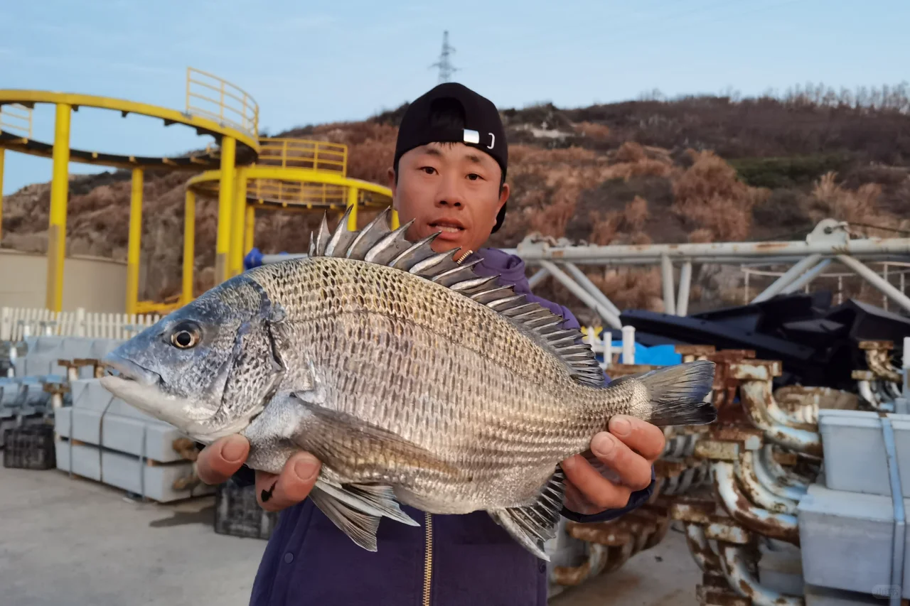 黑鲷进窝吃饵的5个规律，钓黑鲷的基础知识