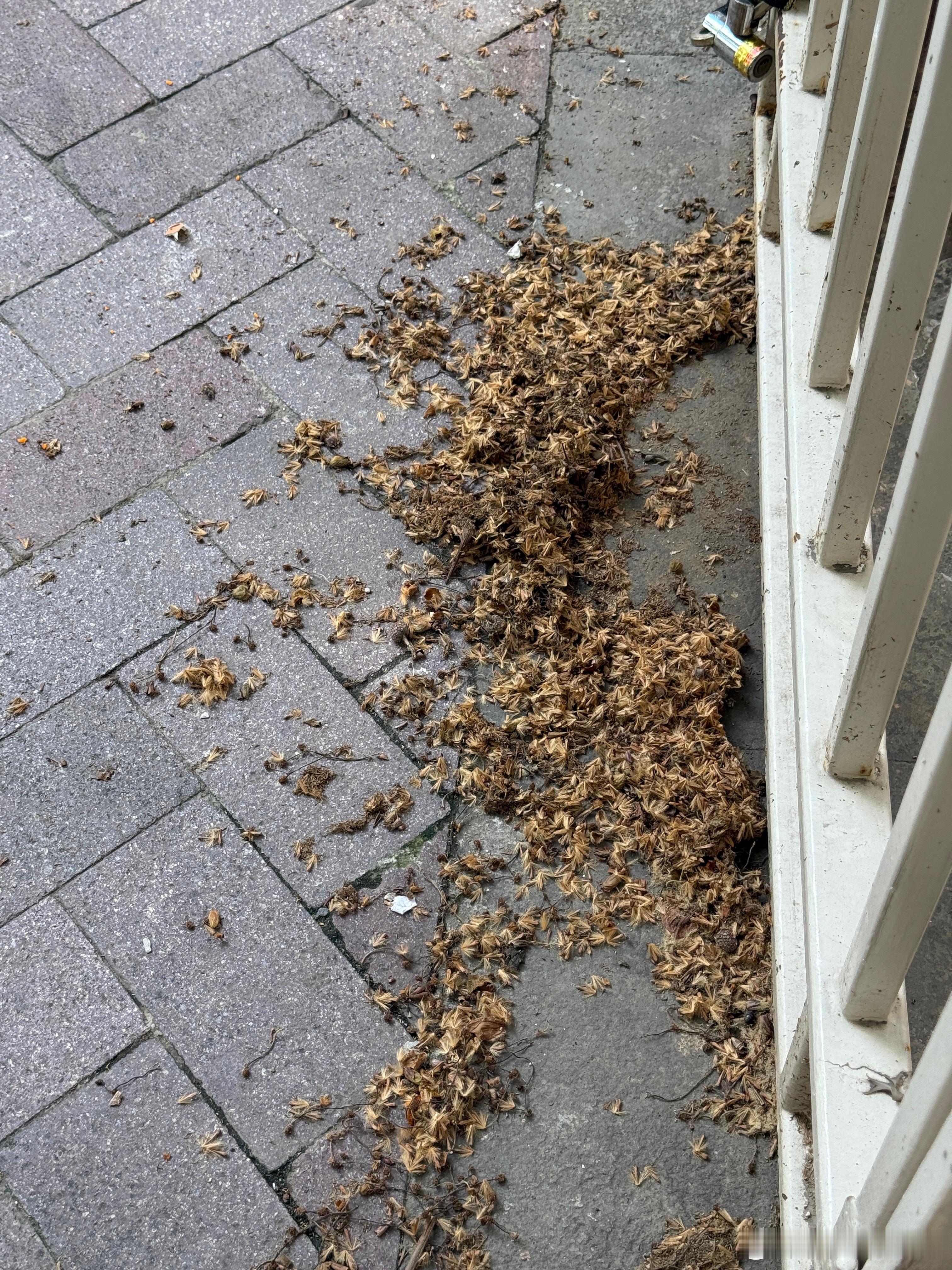 友情提示，除了北京的柳絮，上海的梧桐絮也是杀伤力巨大 