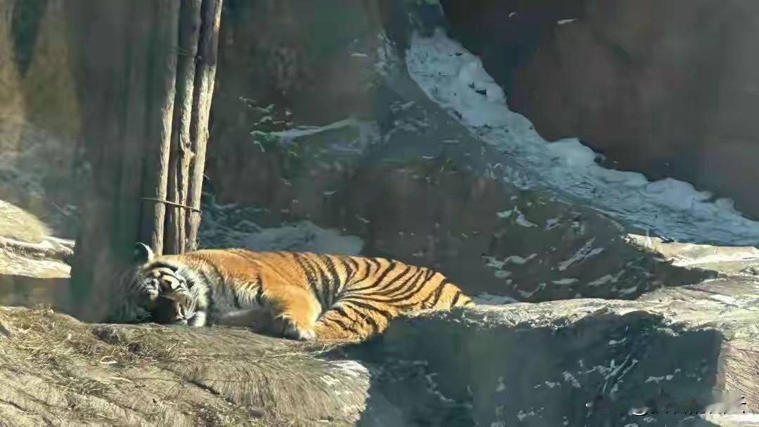 刚看到个挺有意思的新闻：哈尔滨东北虎林园，给老虎们搞了个“轻断食”。
今年春节哈