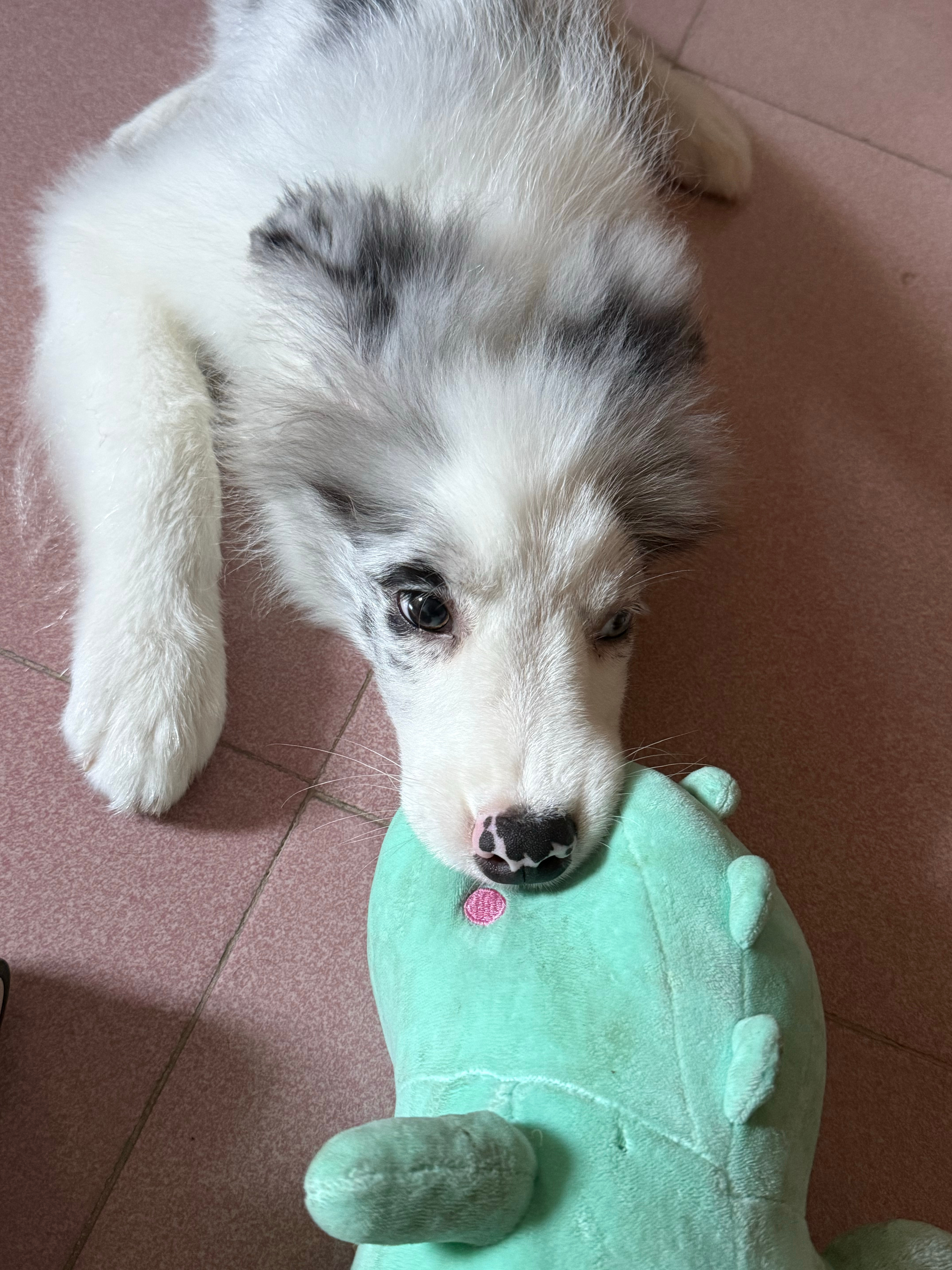谁想体验一下大早上被小狗🐶亲醒的感觉 