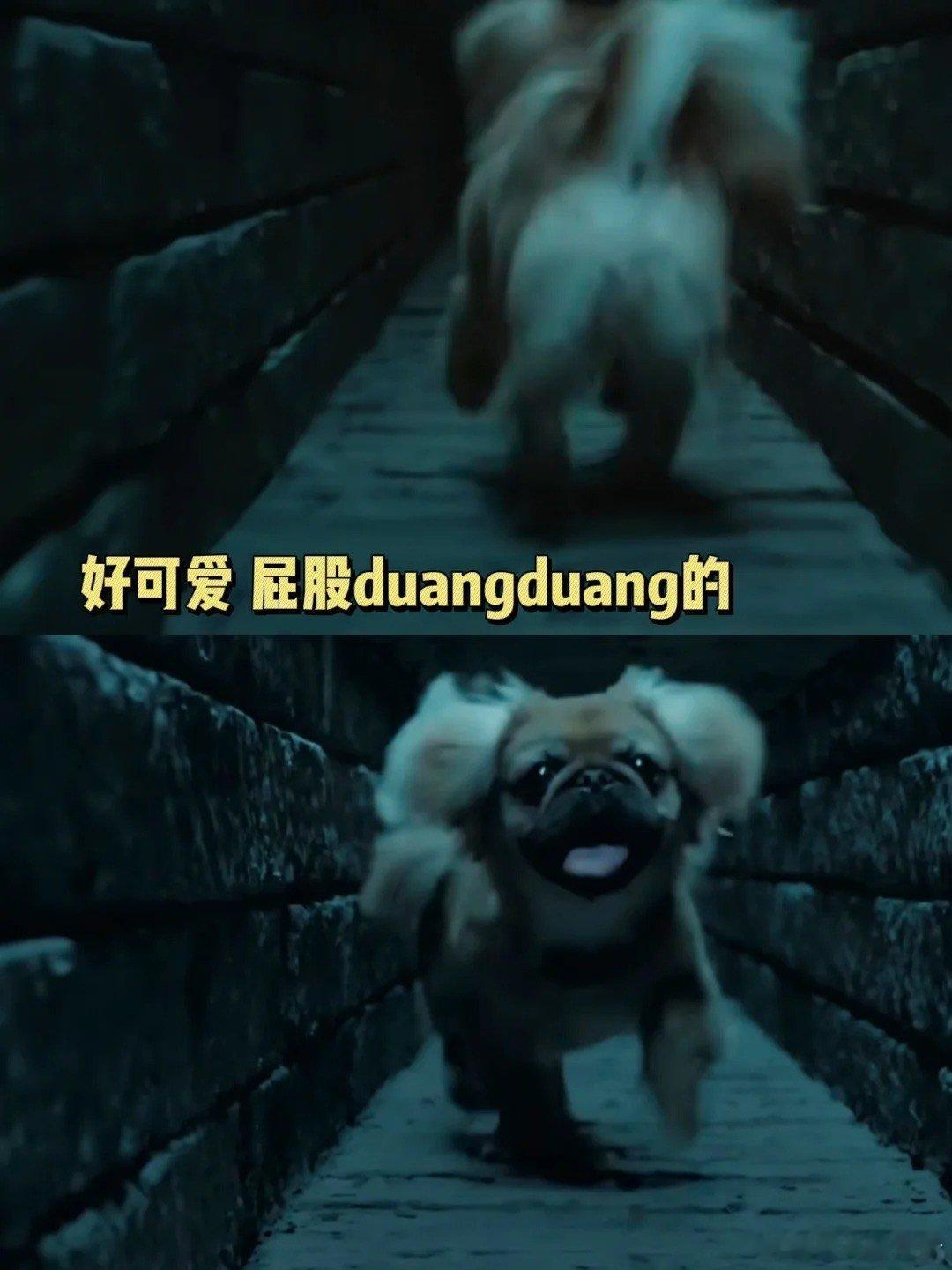 看九门想养狗的欲望达到了顶峰看完九门急头白脸的想养狗九门 惊险剧情之外还有可爱小