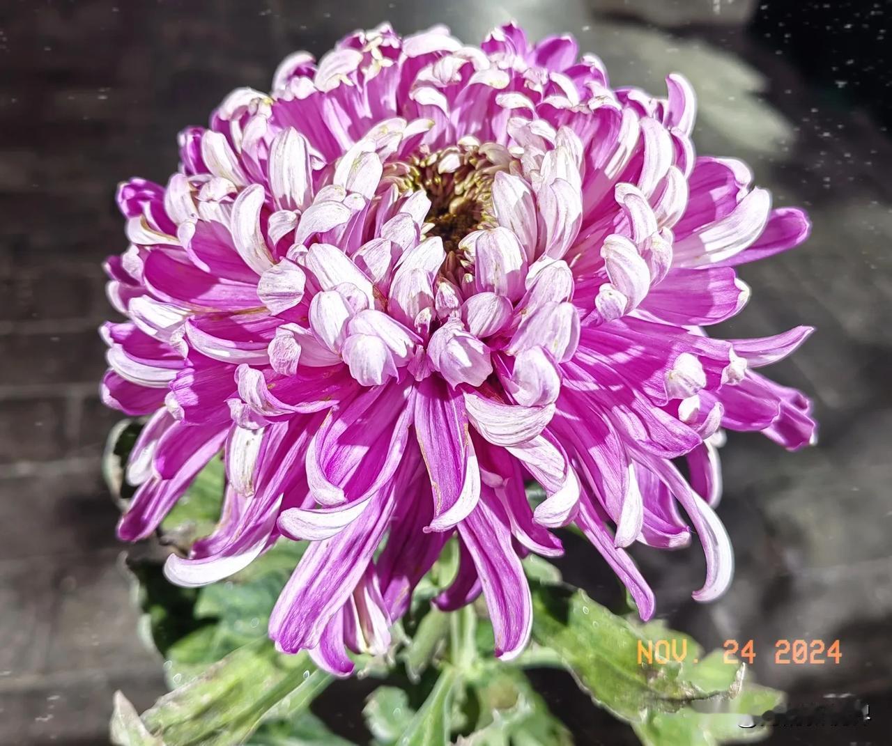 待到秋来九月八，
我花开后百花杀。
冲天香阵透长安， 
满城尽带黄金甲。
   