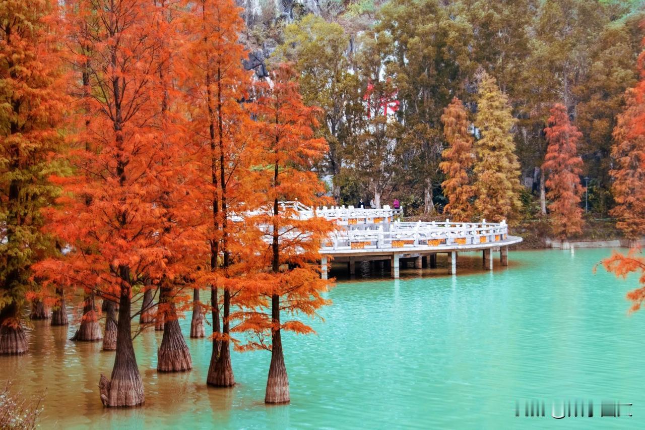 水杉红.新年红。㊗️福2025开门红