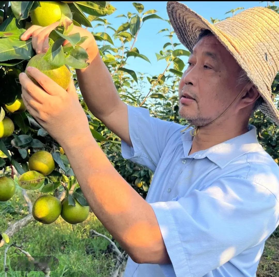 上海流浪大师沈巍卖梨了！上海本地特产仓桥水晶梨，65元6只装，皮薄肉多，欢迎品尝