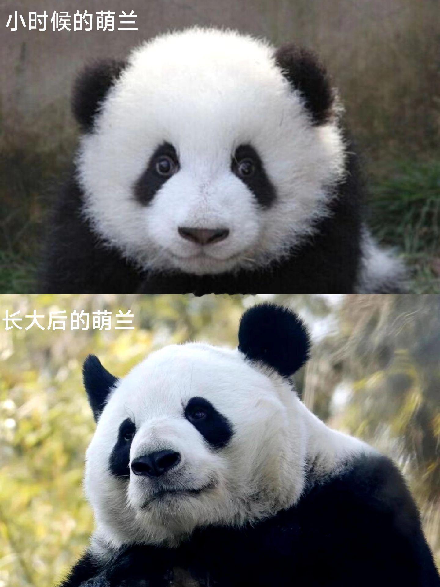 萌兰真是从小帅到大呀，不管你从那只猫入坑，到后面都会喜欢三太子。 ​​​