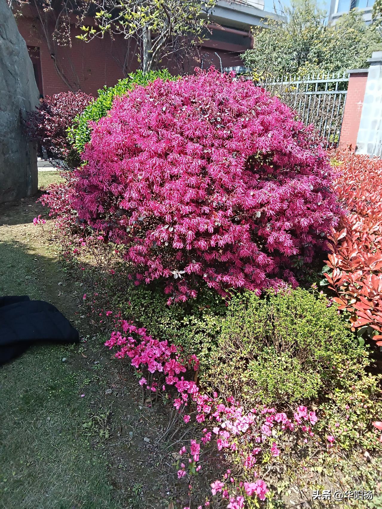 看花开，是在欣赏春天代表作的金句。

悄悄地拍下，是记录下这些金句，在头条作春天