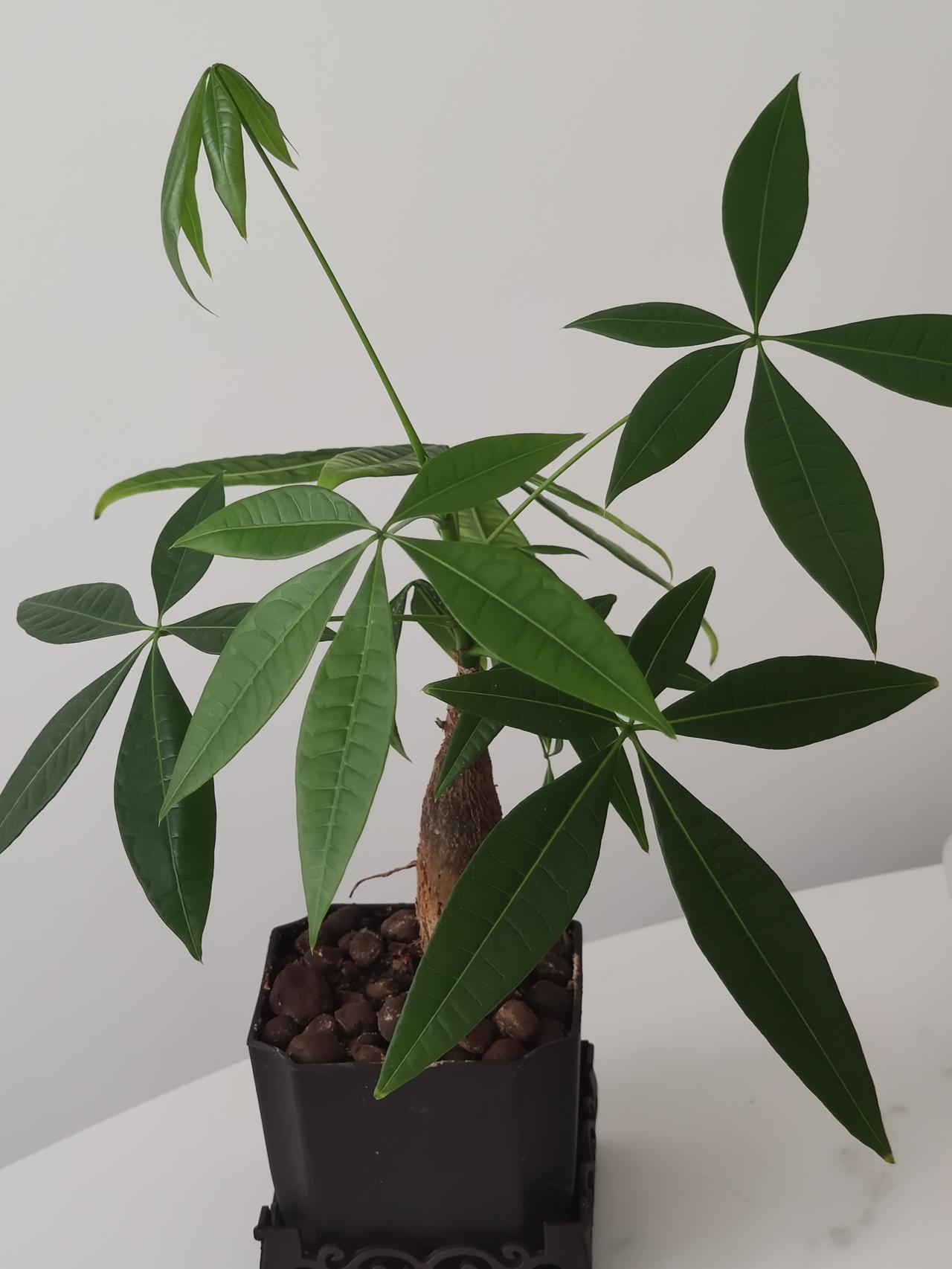 想在花盆里种点葱，葱苗没有育出来，盆里到是出了许多小黑飞虫，在盆周围飞来飞去。想