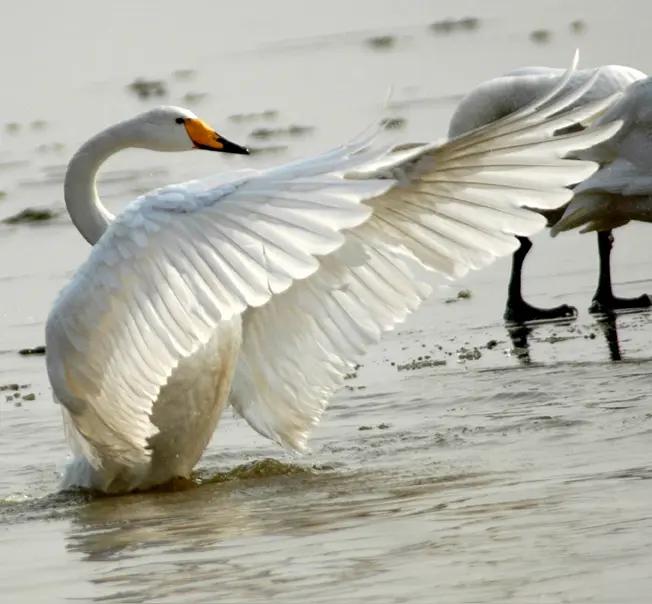 九龙湾观天鹅

小雪时节萧萧风，
素衣仙子进滨城。
飞越千山与万水，
九龙碧波独