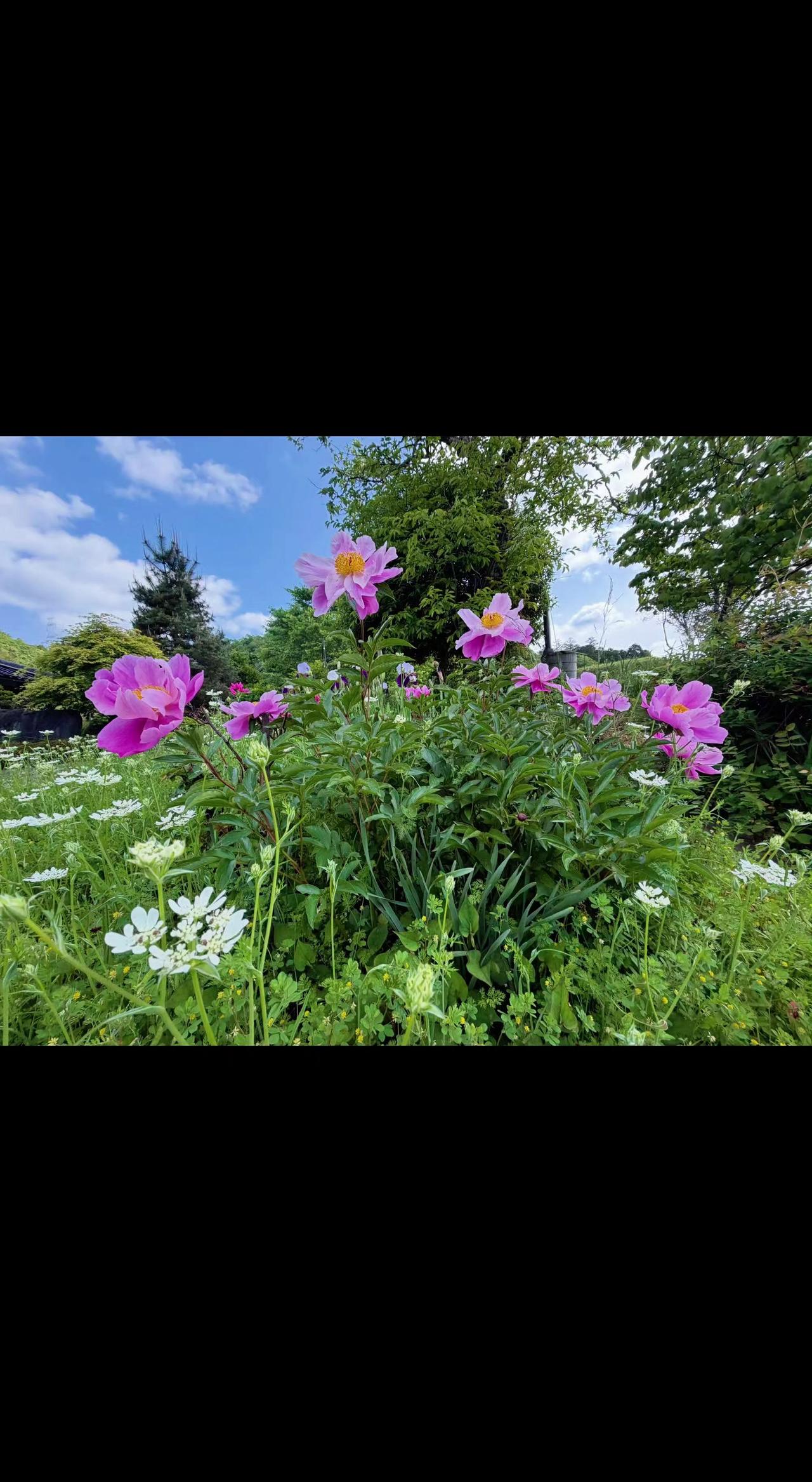 🌸云霞给花朵镶了金边，风是春天派来的信使💌。每朵绽放都是对时光的温柔反抗，浪