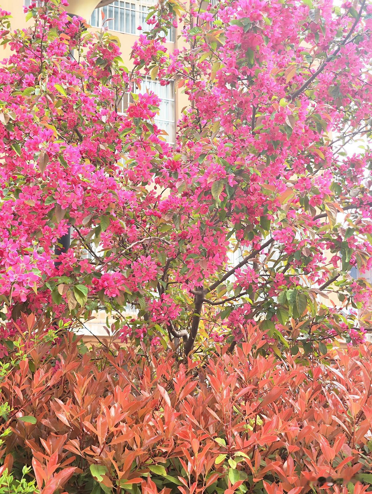 住宅小区绿化带北美海棠花开了，如云霞璀璨，似火焰燃烧，是春天最绚丽的风景。

在