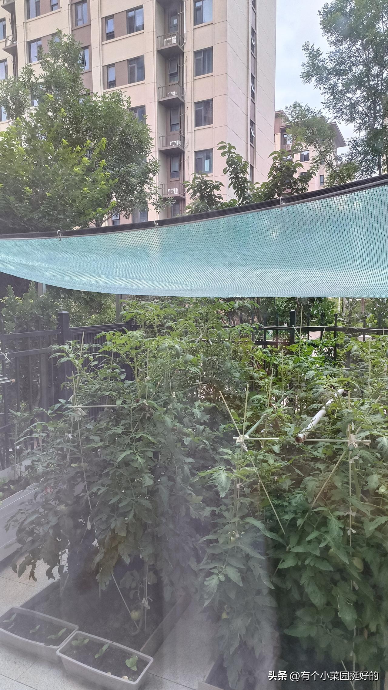 冰雹、大雨恶劣天气，我提前做好这一步，小菜园躲过一劫！
 
六月梅雨汛、七月桑拿