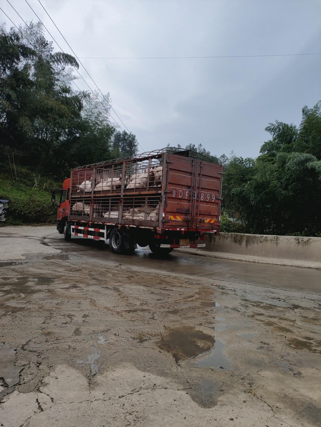 5年前一车猪可以卖20万，今年一车猪卖6万，不卖不行，几千头母猪每天都在配种、怀