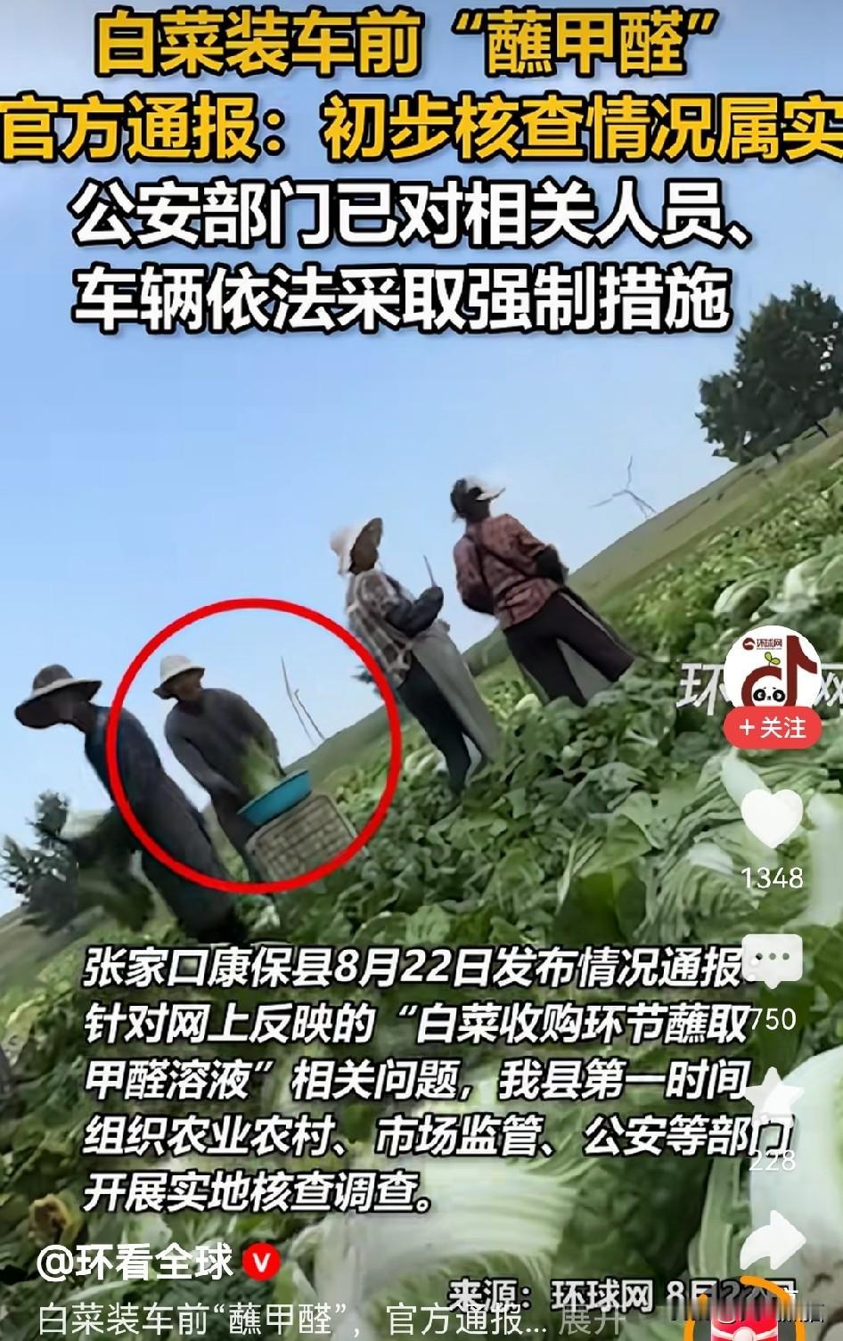 之前听过宁夏枸杞，后来是福建杨梅，现在轮到张家口的白菜了。
收购商装车的时候，把