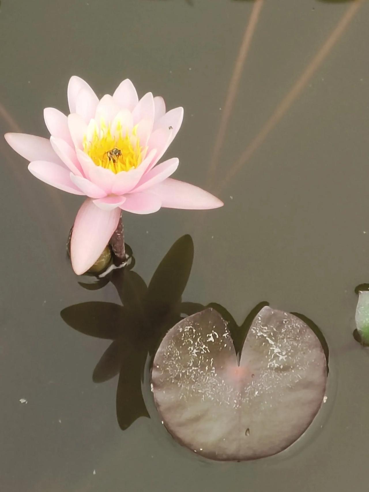 荷花荷叶，静待莲花绽放。