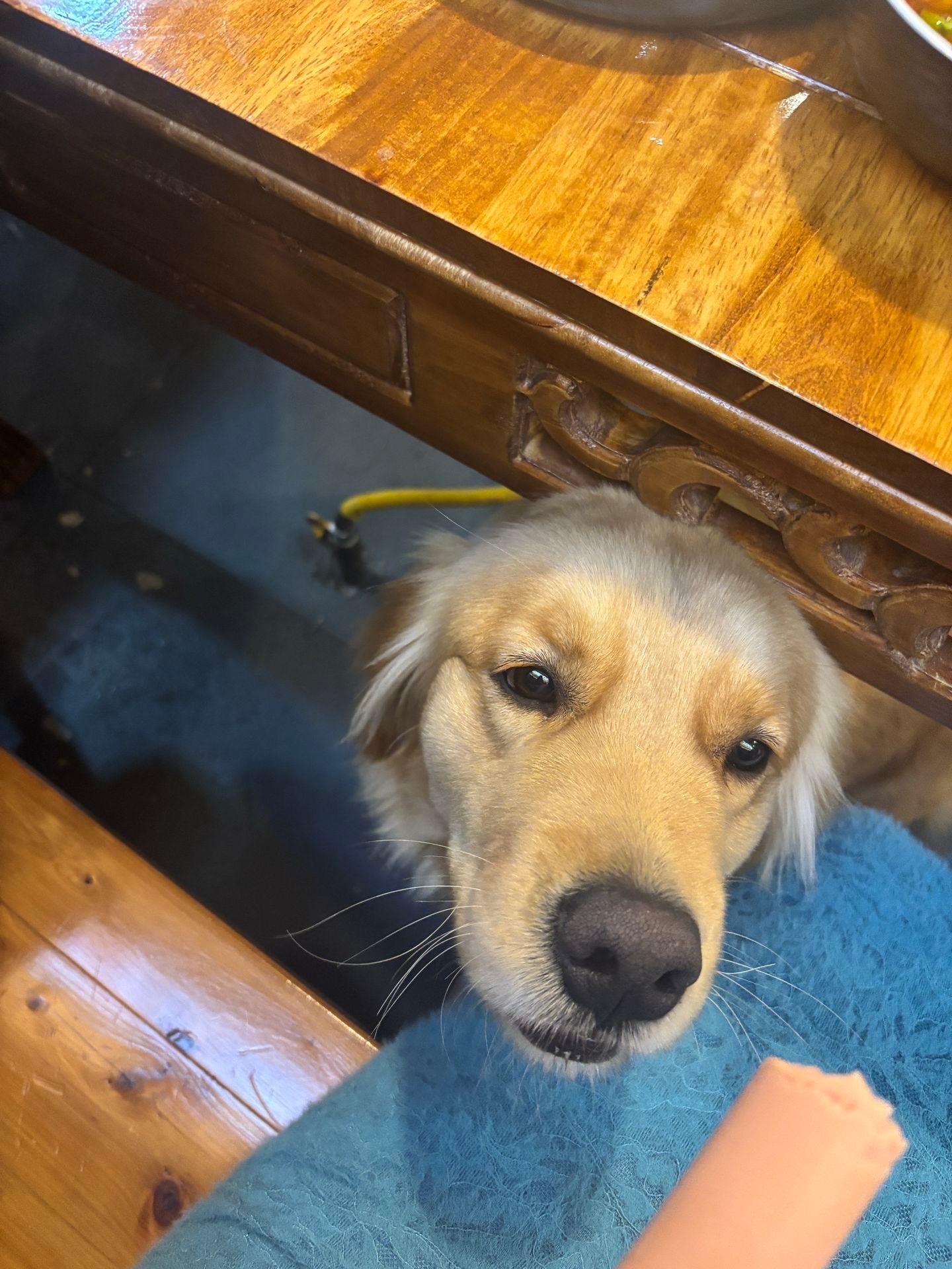 长大了也是小狗狗 