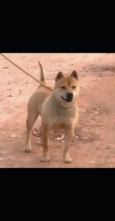 本村最靓的狗