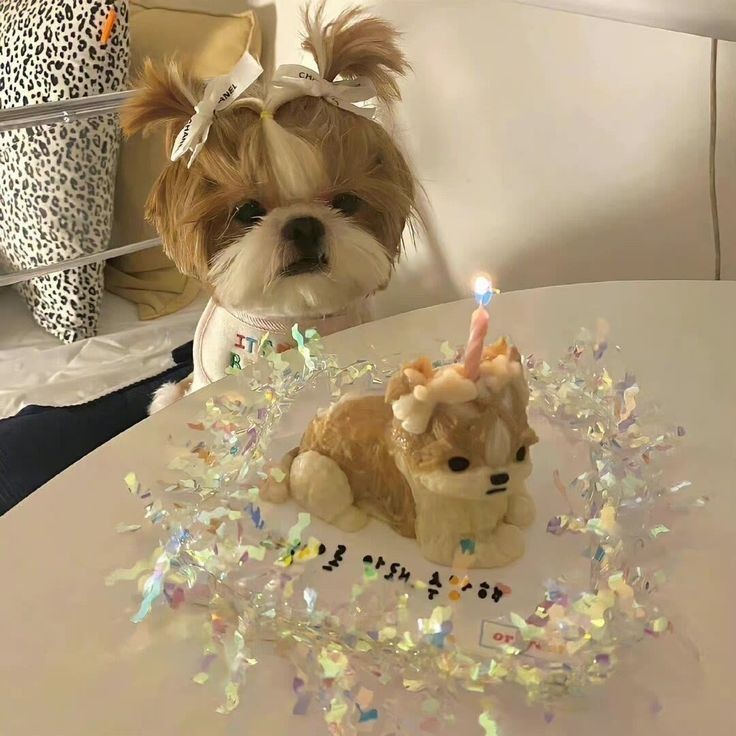 小狗的生日🎂 ​​​