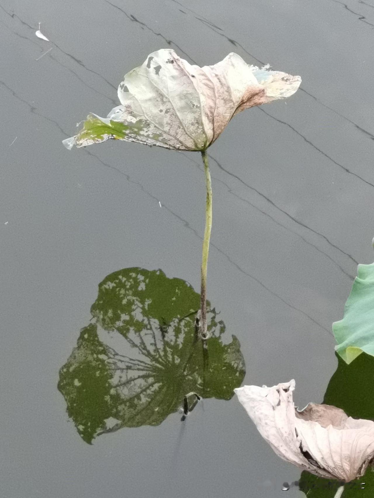 四川女子网约车上拉屎的新闻，让我想到一女子在警车上，当着众人的面拉尿的真实故事。