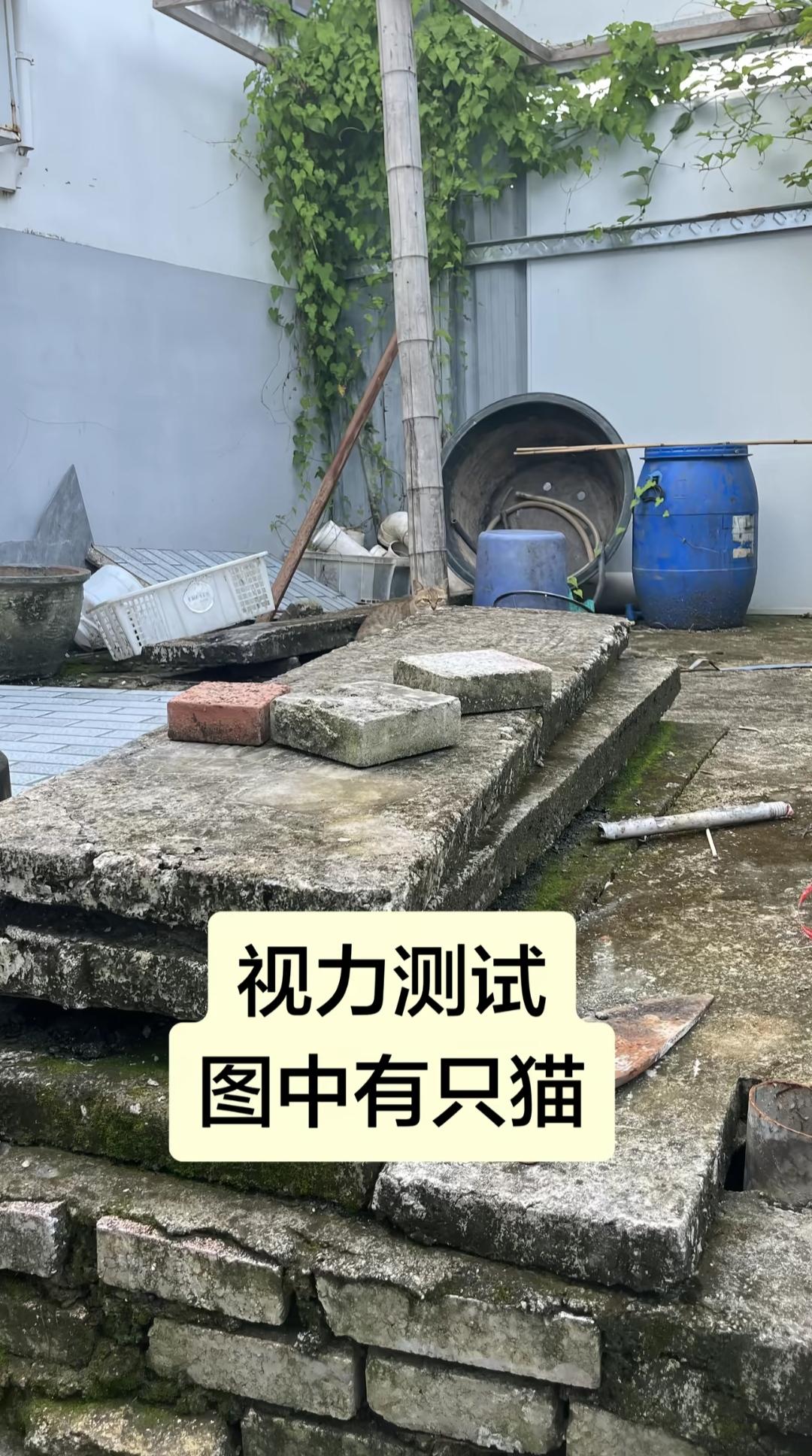 角落里躲着一只猫，不容易发现。仔细找一下，里面有几只猫呢？是一只还是两只呢？考考
