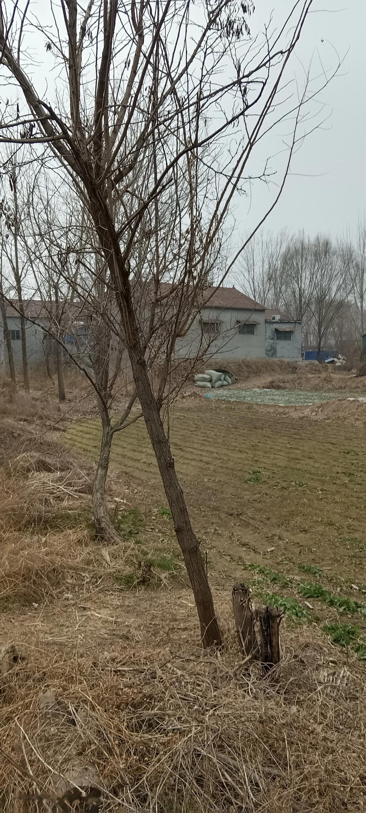 在新的一年里，这是以前小学生们常用命题作文的话题，到这时候都会编造一些随当时形式