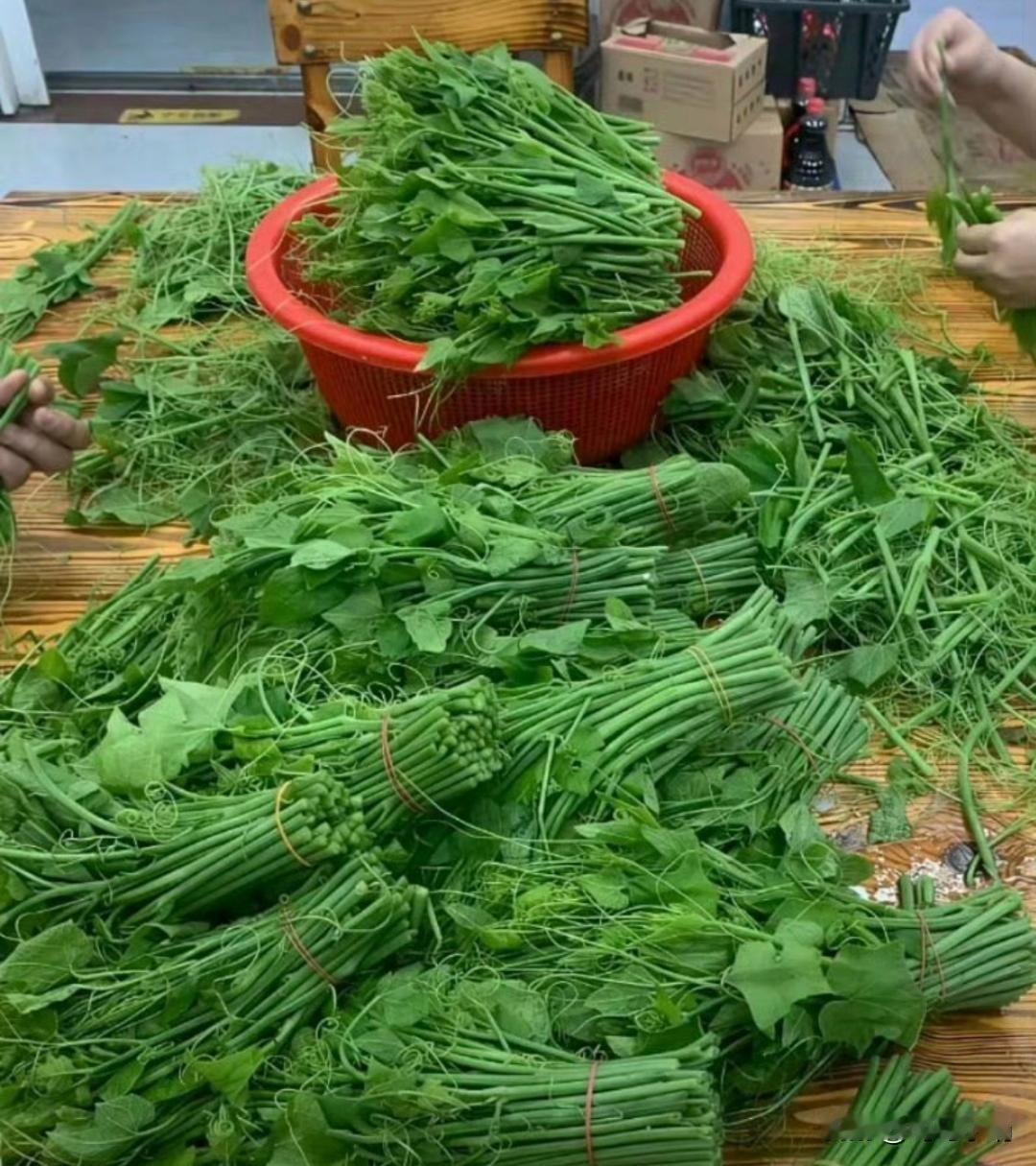 集卡领红包佛手瓜苗