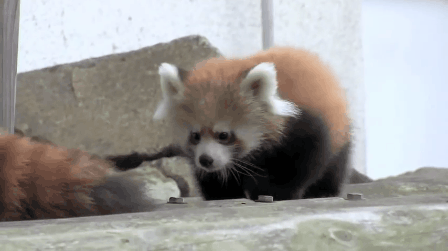 #中国科普博览# 小熊猫和大熊猫是不同的物种，分类学上小熊猫属于食肉目鼬超科中的
