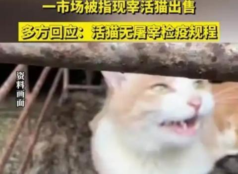 一肉铺被指宰杀猫狗售卖，市民爆料“这已经不是第一次了”，相关部门回应
 
视频里