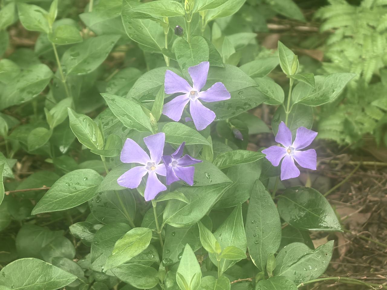 路边秀丽蔓长春花，翠叶铺地如锦，淡蓝小花次第绽放，似星子落于青茵。不与群芳争艳，