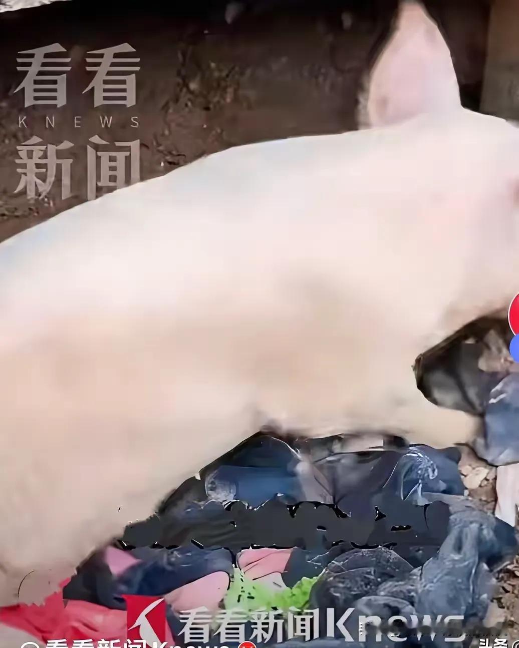 陕西一位村民，在清理家门口泥沙、淤泥地的时候，突然隐约听到泥板底下传来微弱的猪叫