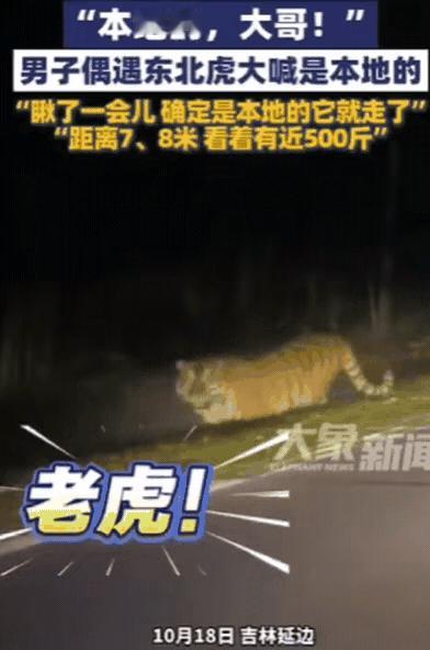笑不活了！吉林司机夜遇500斤东北虎，一句“本地的，大哥”秒破紧张局
 
吉林一