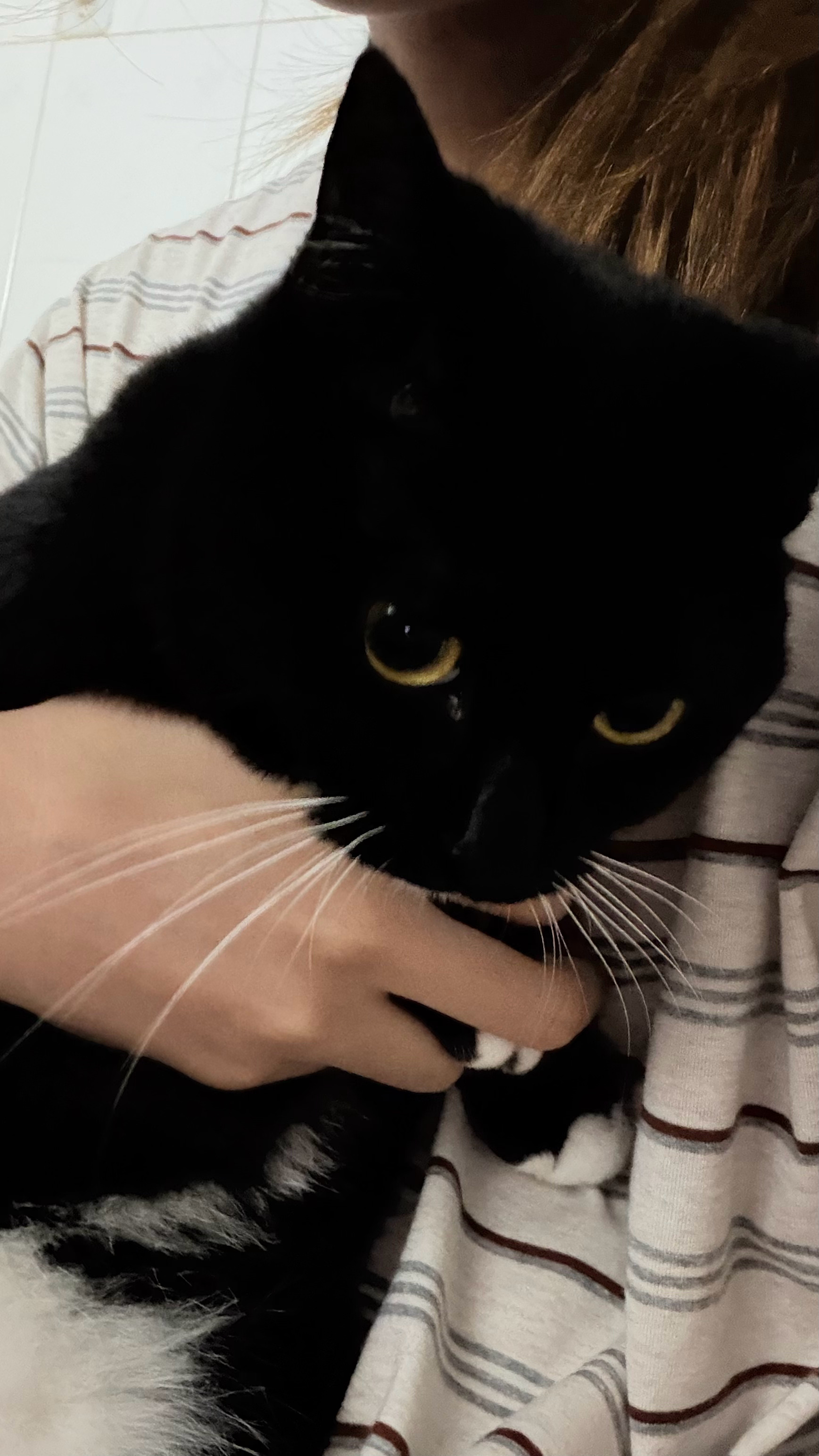 妮蔻！你出去问问谁家小猫咪这样只要一有人去厕所 妮蔻就会跟着一起去厕所别人坐在马