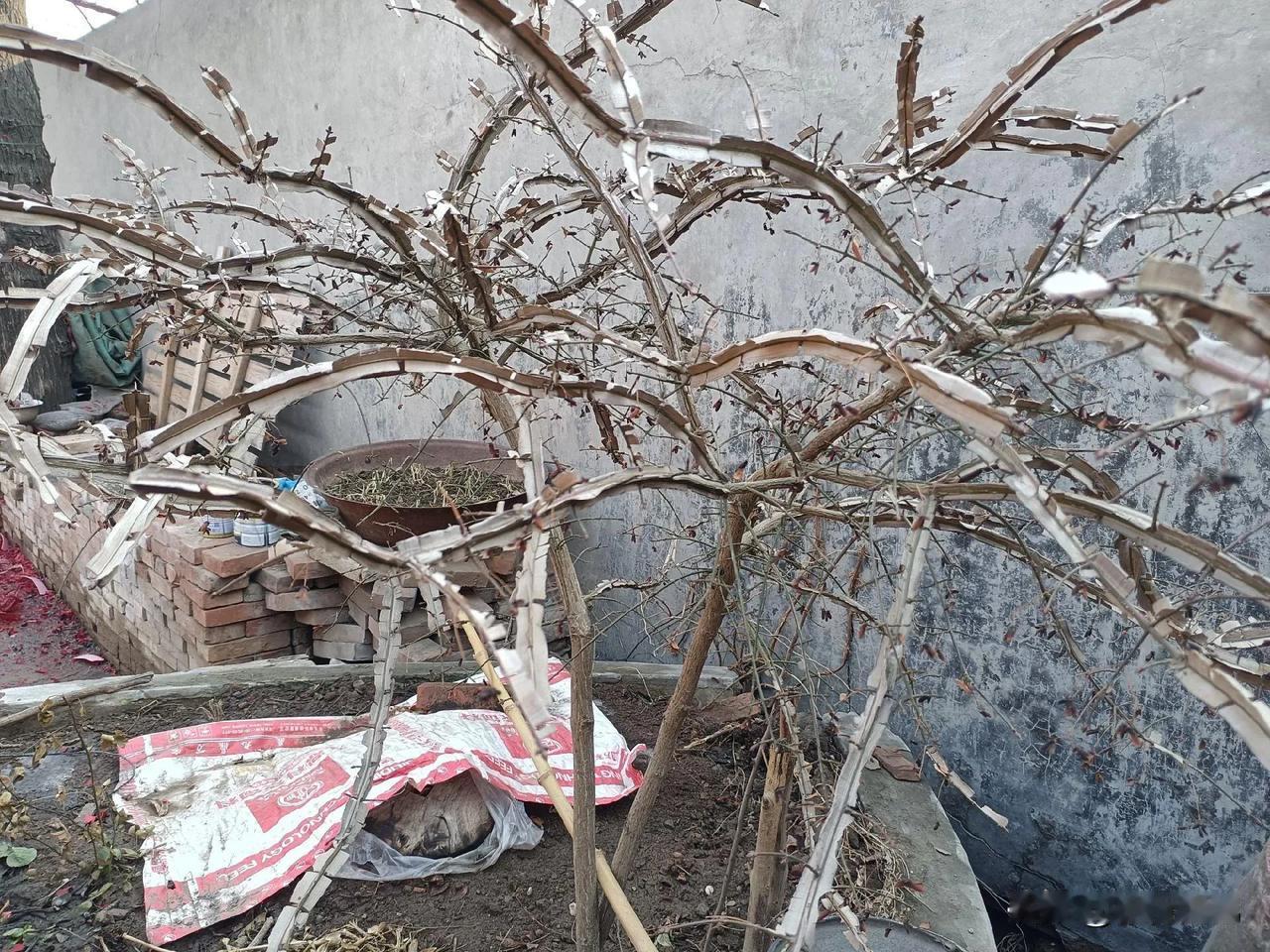 在农村看到的一棵植物，第一次见，很稀罕！据说还能做成药材治病，这个有什么用呢？[