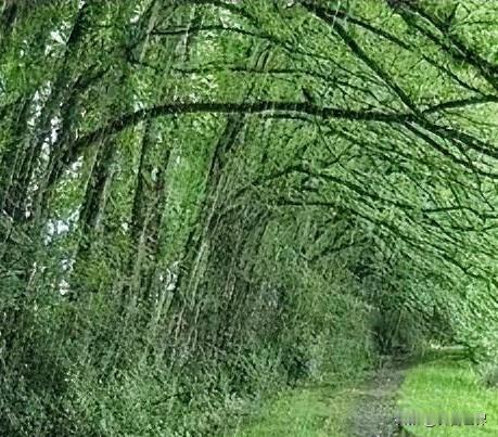 牛毛雨

  文/金麦尔

走针  灸去硬核
小草沿针脚伸展  织毯
暖红三月桃