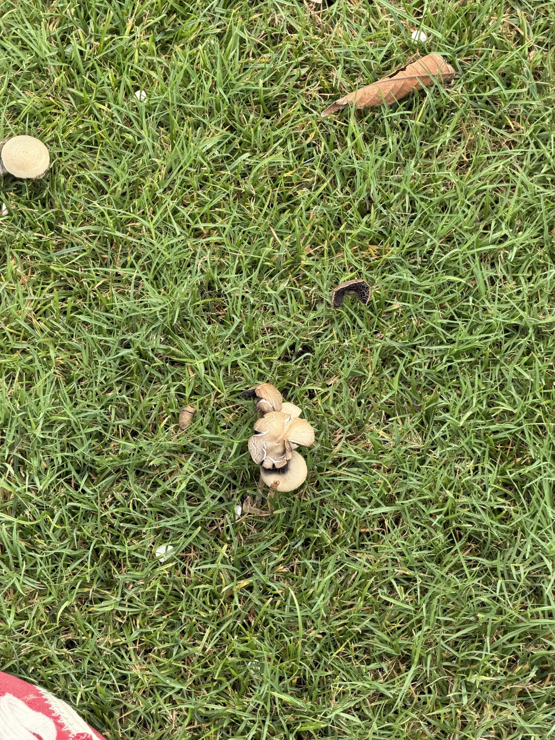 有认识这个蘑菇的吗？