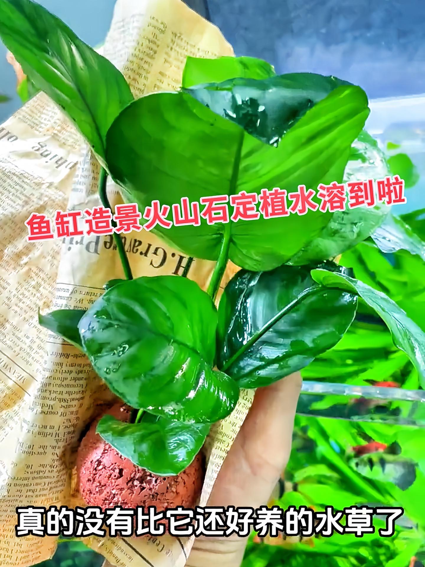 水溶定植造景，赋予鱼缸别样生机！精心搭配的水溶植物，姿态各异，绿意盎然...