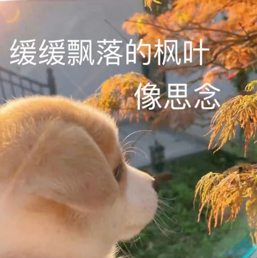 好用表情包合集 ​​​