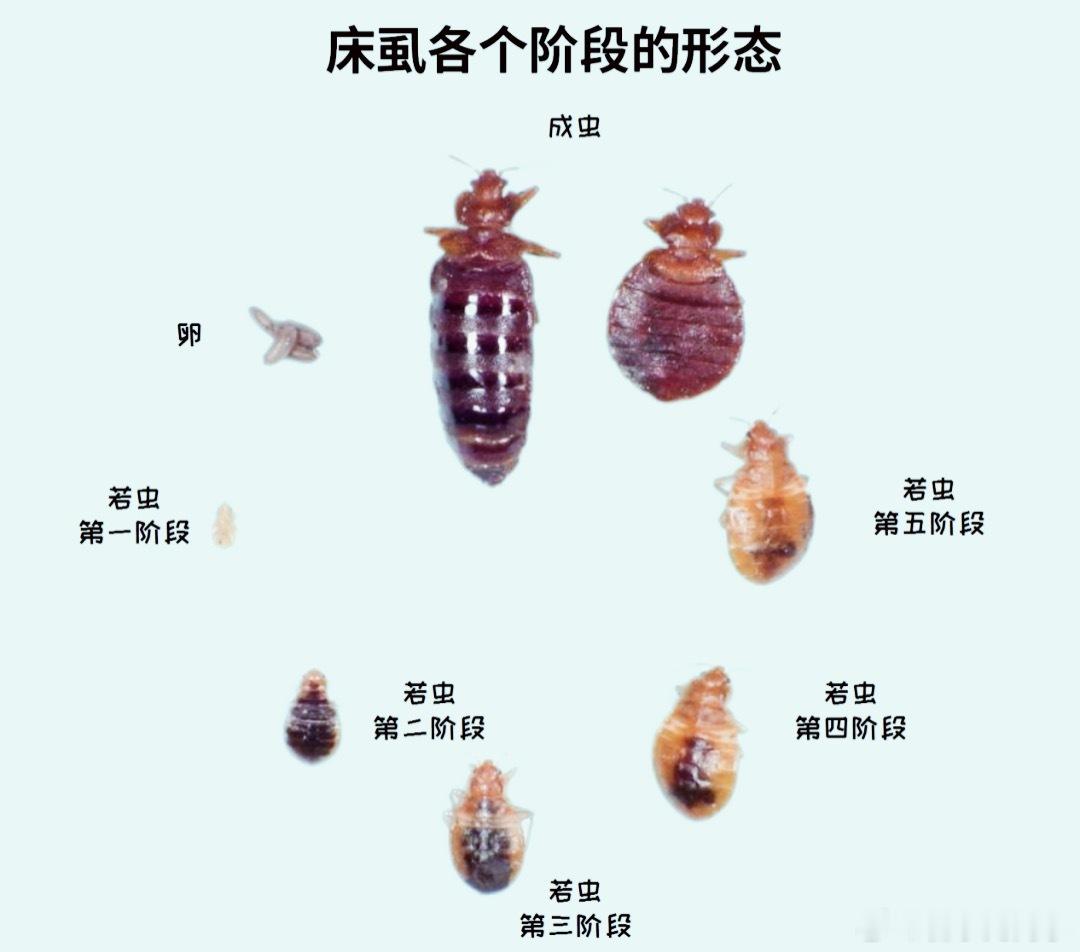 上海 床虱这跟吃饭吃到虫子有什么区别？酒店里面睡觉都有床虱，还开啥酒店，恶心就算