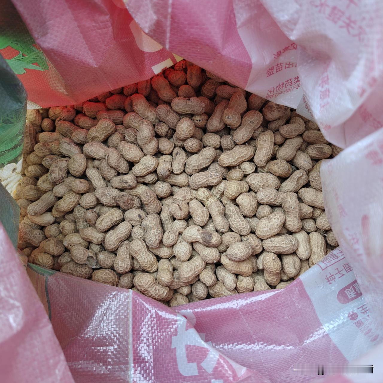 种地膜花生有利有弊。经过两年的实践，虽说种地膜花生产量要高一些，但实在是太费工费