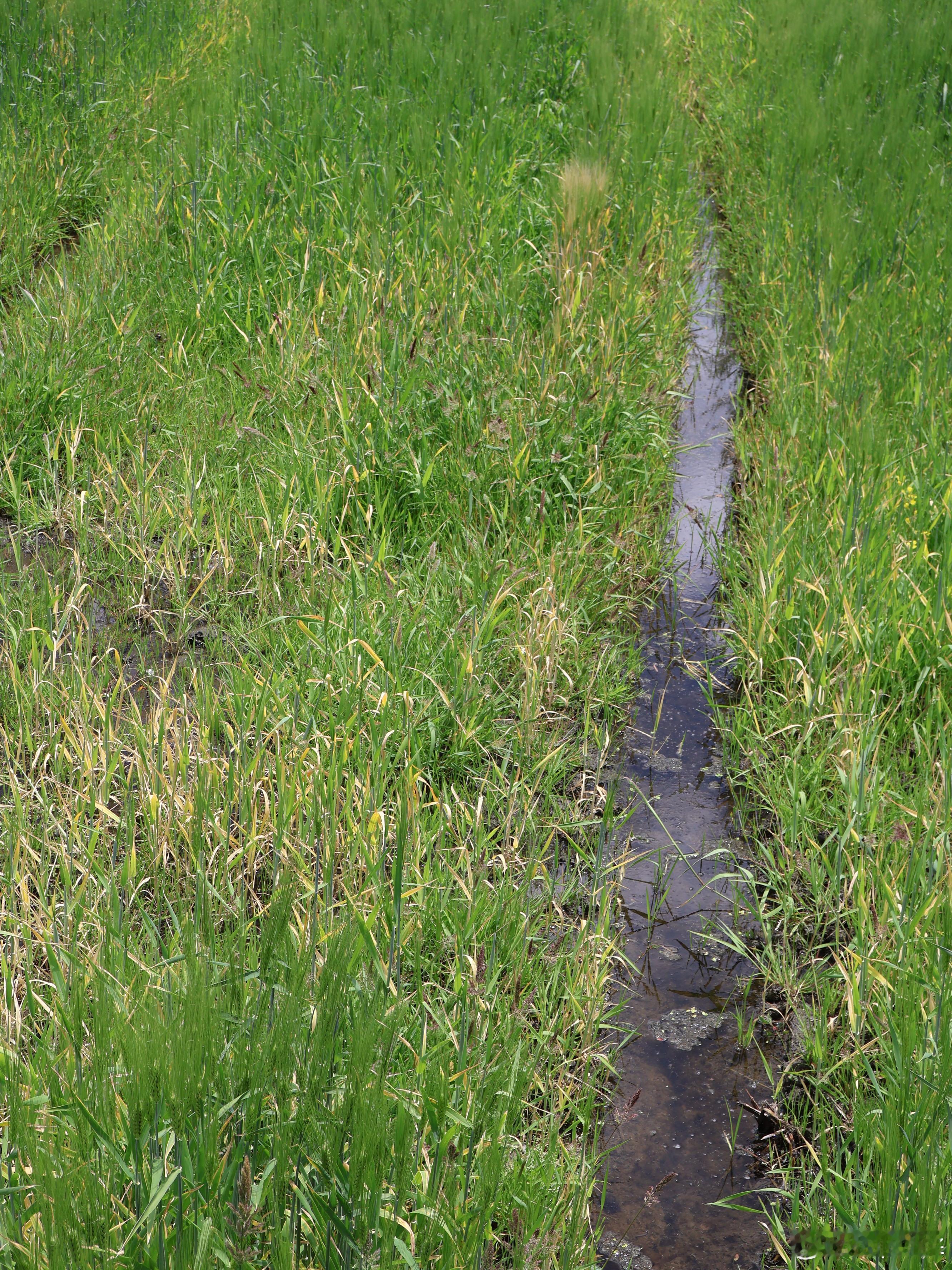 人间四月天｜喜洲古镇，藏着最地道的白族烟火🏮四月来喜洲，别只拍麦田，逛逛这座百