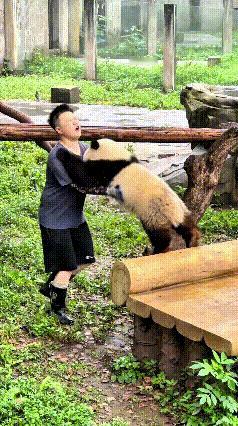 家人们瞅这儿！管理员蹲那跟熊猫唠嗑：“大宝贝，下来的时候可得注意安全，别虎了吧唧