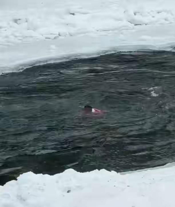 我们要看见的是这位母亲被依法依规处理的信息。幸亏施救者没有损失，平安就好。冲出去