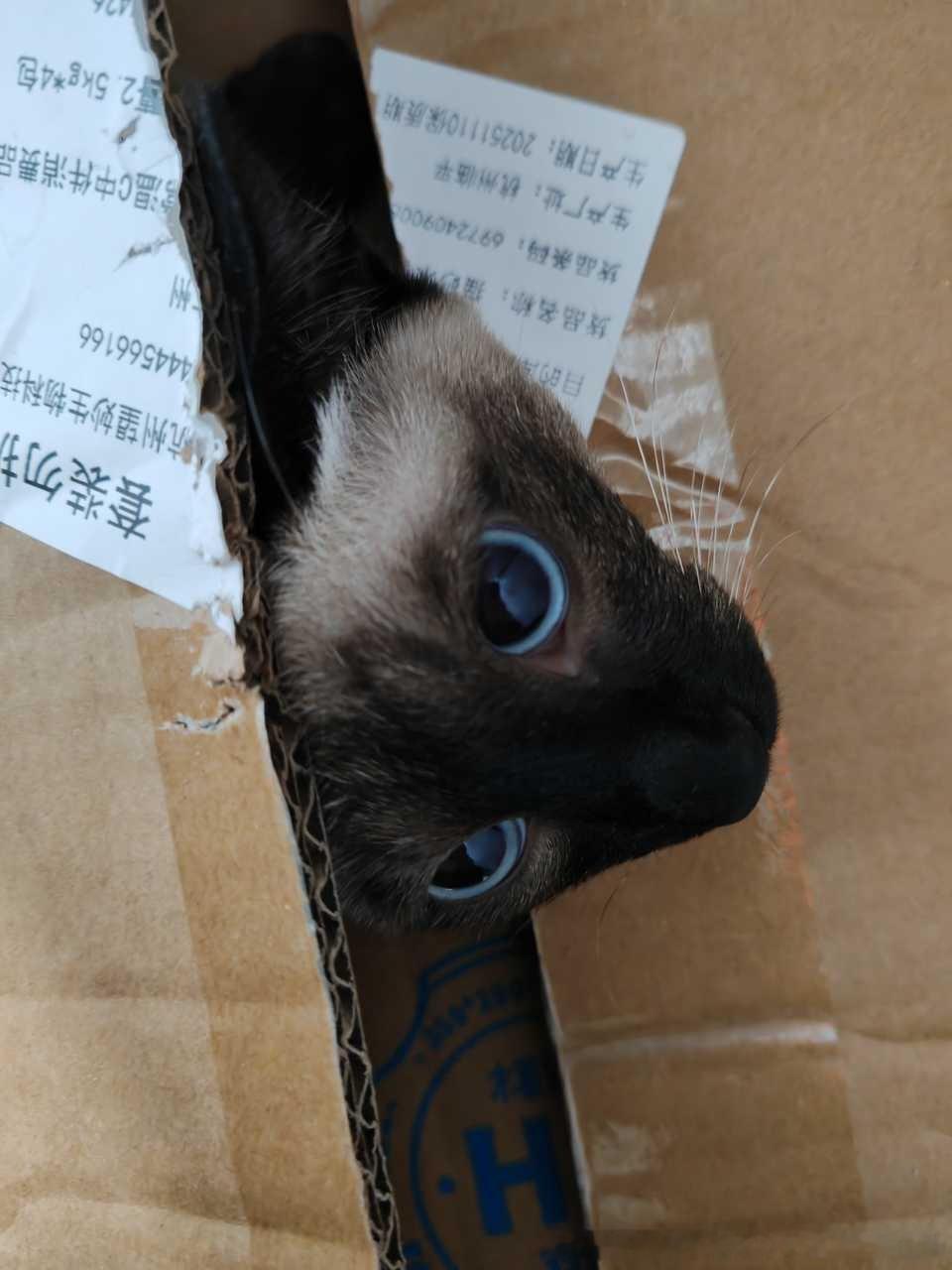 3971只黑脸已打包，付邮送 