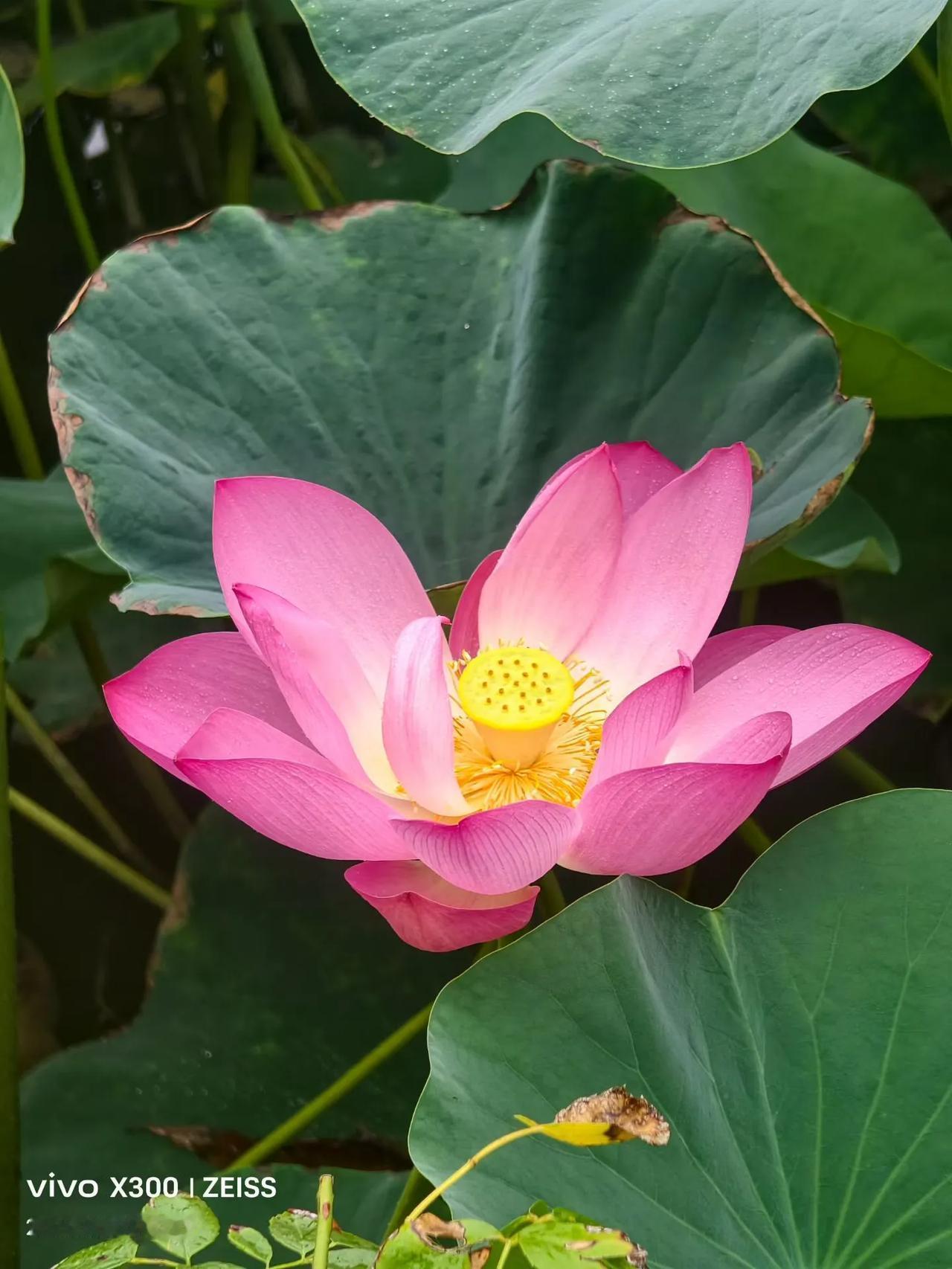 陕西西安、初秋的华清宫：
   这个季节去华清宫，
同时可以看到荷花和石榴花。