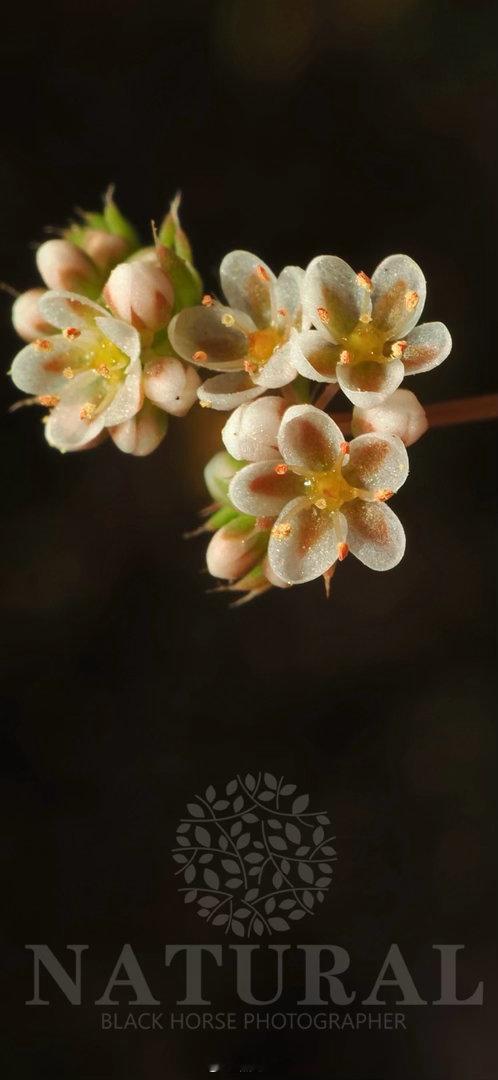球簇荞粟草 Adenogramma glomerata 粟米草科  荞粟草属 ​
