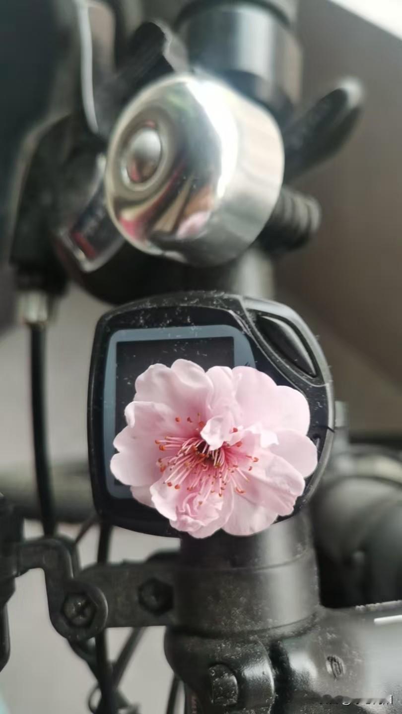 今天早上在公园散步，偶然碰到个可爱的小姑娘，毫无预兆地递给俺一朵小花花[]。看着