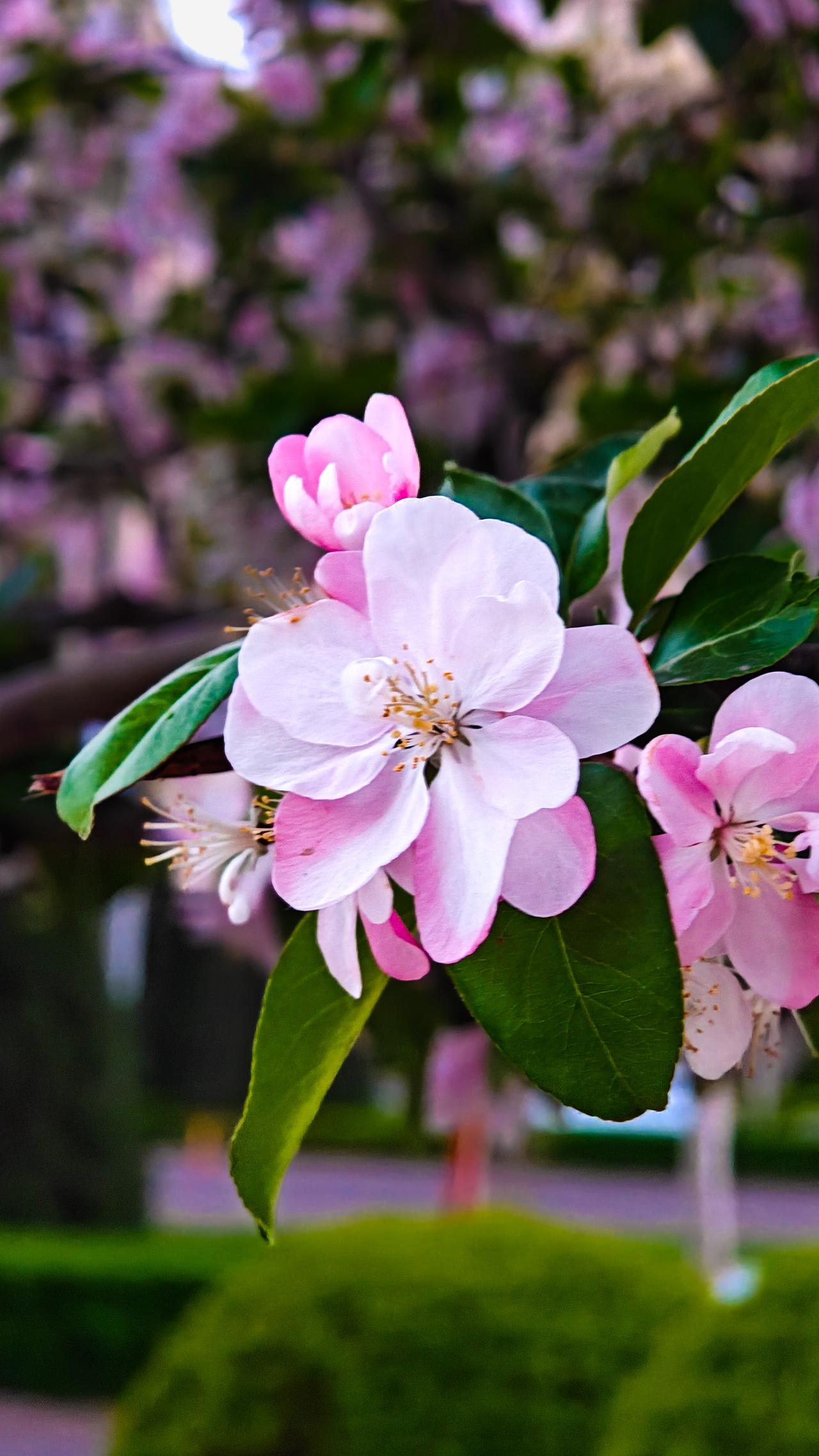 今天回到村里，和父亲的一个朋友到家来串门。聊天问他，最近忙什么。他说最近在伺候卧