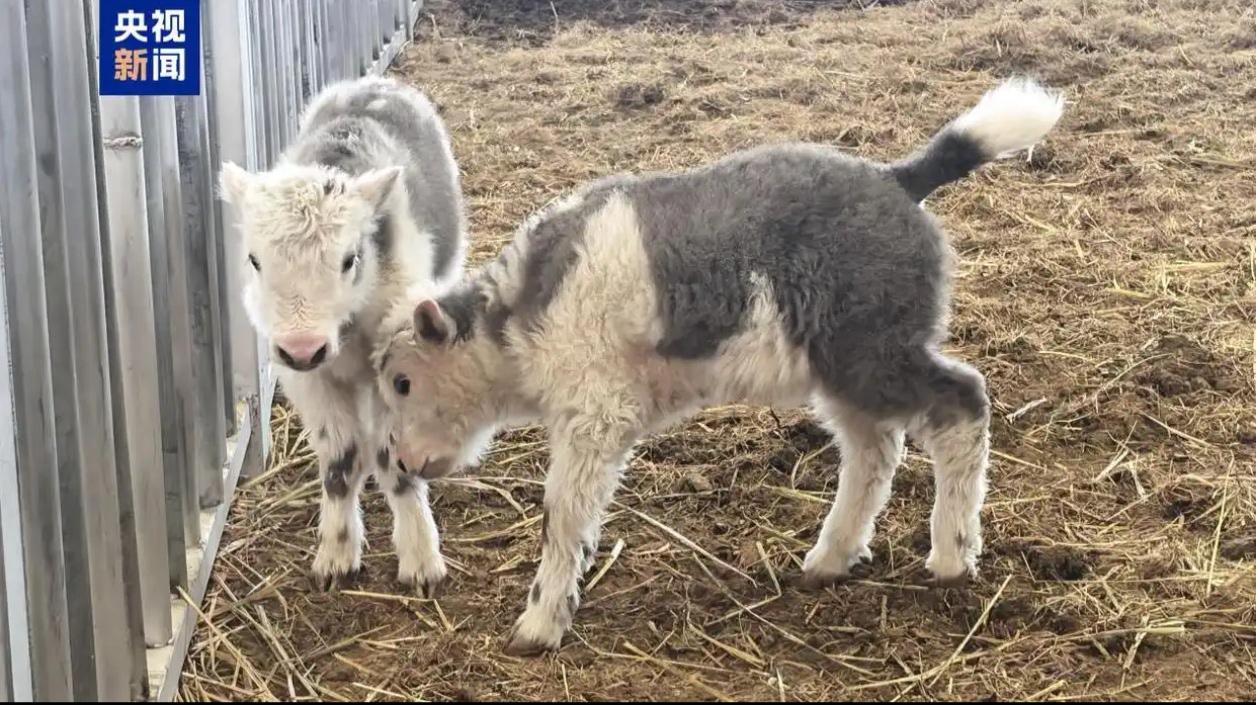 牛了！10头克隆牦牛在西藏批量“下线”，这次是自然顺产！

好消息传来，我国高原